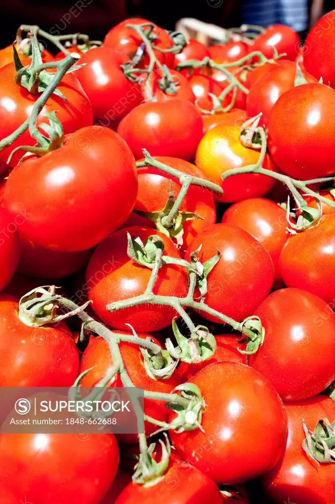 Tomatoes, Mercato di Ballarò markets, Palermo, Sicily, Italy, Europe