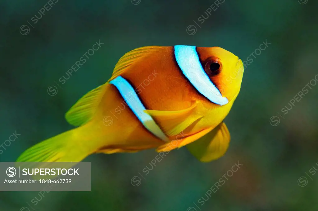 Red Sea clownfish or anemonefish (Amphiprion bicinctus), Hashemite Kingdom of Jordan, JK, Red Sea, Western Asia