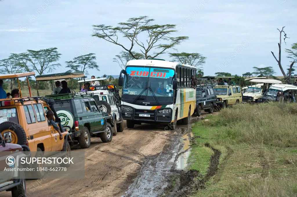 Traffic jam caused by visitors watching a leopard at the Serengeti national park, UNESCO World Heritage Site, Tanzania, Africa