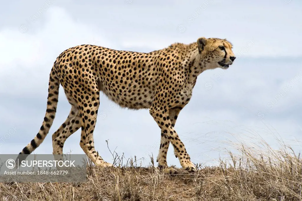 Cheetah (Acinonyx jubatus), female looking for prey, Kopjes Simba, Serengeti national park, UNESCO World Heritage Site, Tanzania, Africa