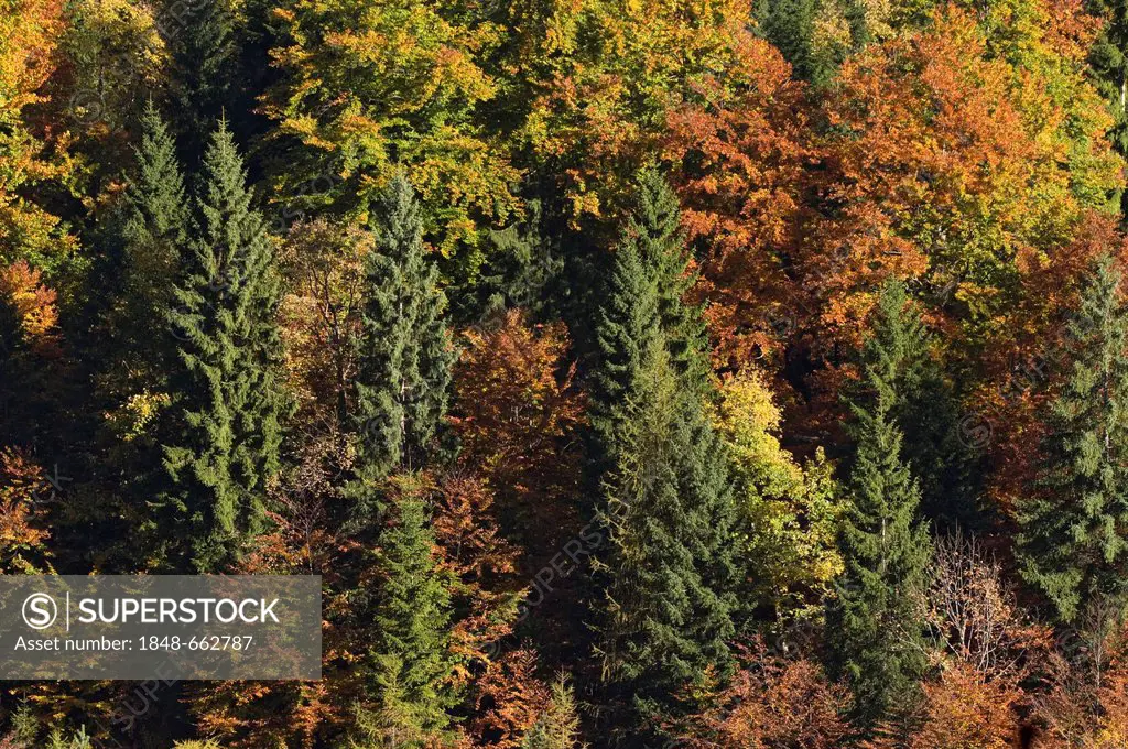 Mixed forest in autumn, Stallen Valley, Karwendel Mountains, Tyrol, Austria, Europe