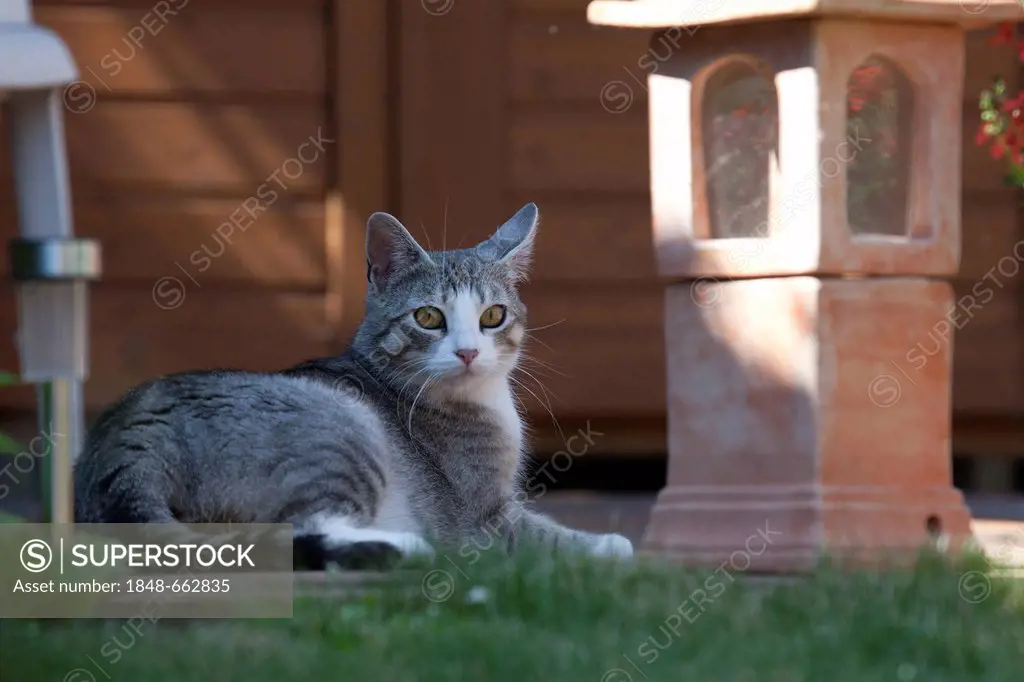 Tabby cat lying in a garden