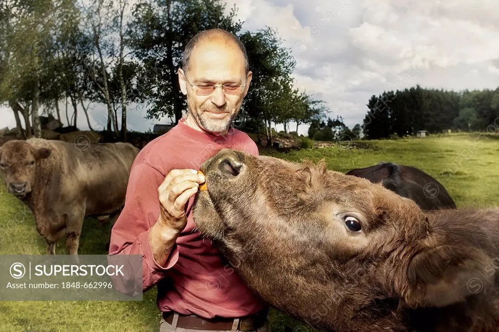 Man feeding a German Angus cow (Bos primigenius taurus), Austria, Europe