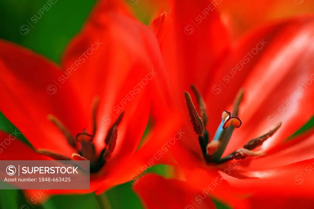 Didier's Tulip (Tulipa gesneriana)