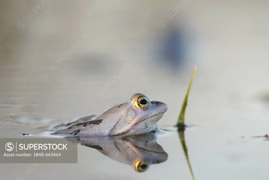 Moor Frog (Rana arvalis), Middle Elbe Biosphere Reserve, Dessau, Germany, Europe