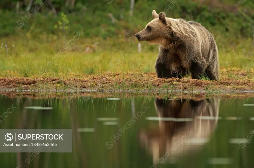 Brown bear (Ursus arctos), Finland, Europe