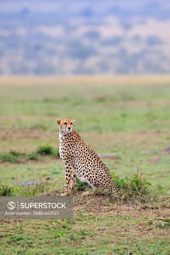 Cheetah (Acinonyx jubatus) keeping watch, Maasai Mara National Reserve, Kenya, East Africa, Africa