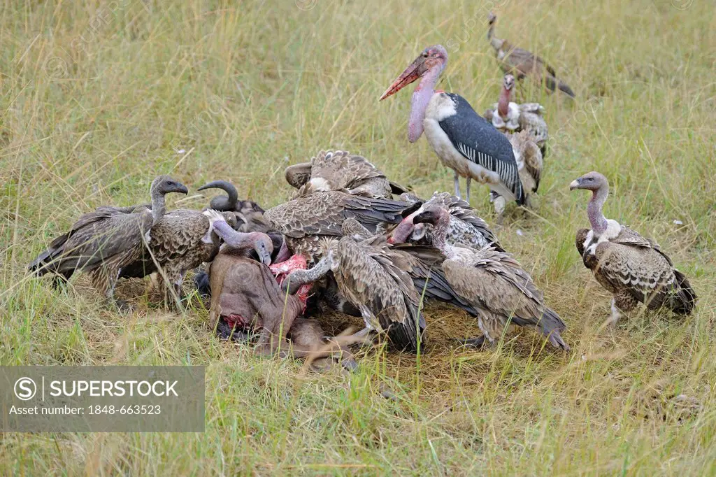 Marabou stork (Leptoptilos crumeniferus) and Rueppell's vultures (Gyps rueppellii) feeding on dead blue wildebeest (Connochaetes taurinus), carrion, M...