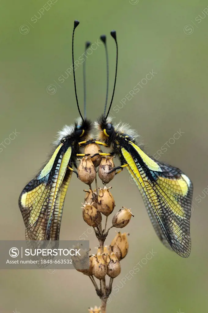 Owly Sulphur or Owlfly (Libelloides coccajus), Feldthurns, South Tyrol, Italy, Europe