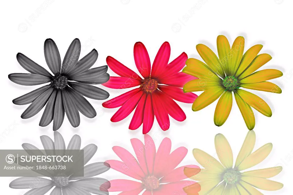Flowers in the national colours of Germany