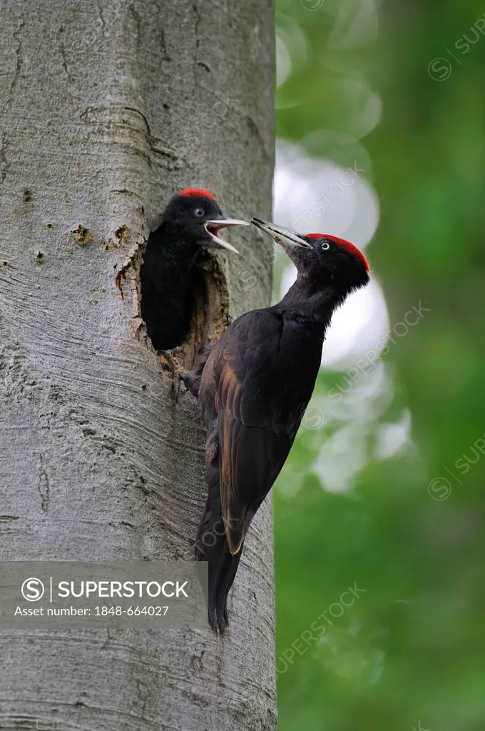 Black Woodpecker (Dryocopus martius) at nest hole in a beech with chicks (Fagus sylvatica), Biosphaerenreservat Schwaebische Alb or Swabian Mountains ...