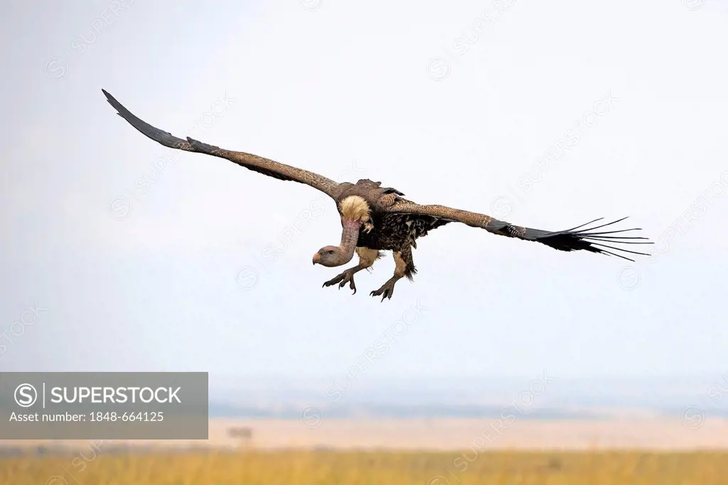 Ruppell's Vulture (Gyps rueppellii) flying over the Masai Mara, Kenya, East Africa