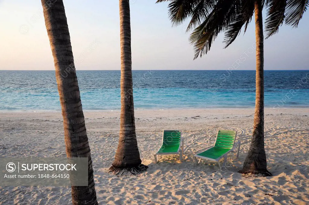 Two green deck-chairs between palm trees on the beach, Cayo Levisa island, Pinar del Rio province, Cuba, Greater Antilles, Gulf of Mexico, Caribbean, ...