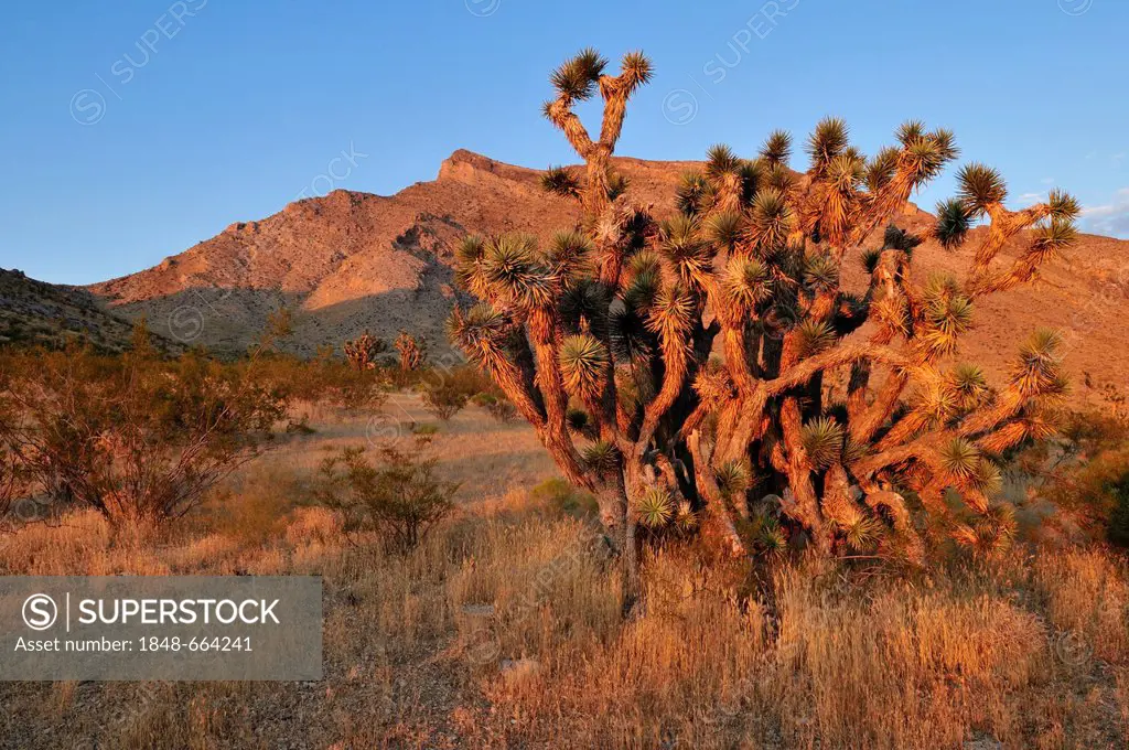 Joshua tree (yucca brevifolia) in the Beaver Dam Wash National Conservation Area, Mojave Desert, Utah, USA, North America
