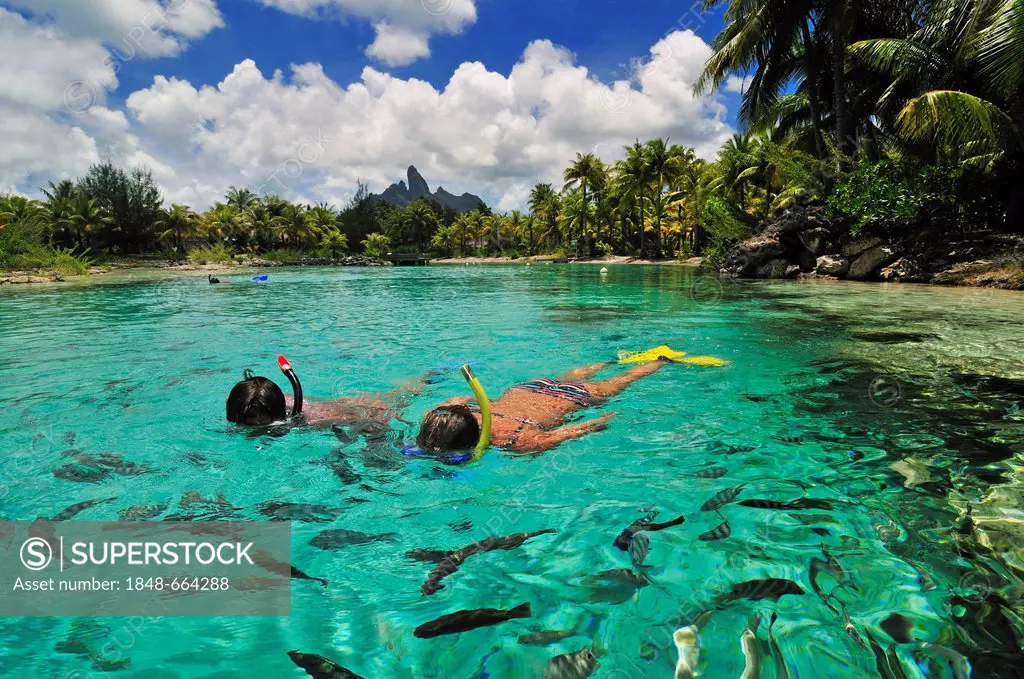 Snorkellers, St. Regis Bora Bora Resort, Bora Bora, Leeward Islands, Society Islands, French Polynesia, Pacific Ocean