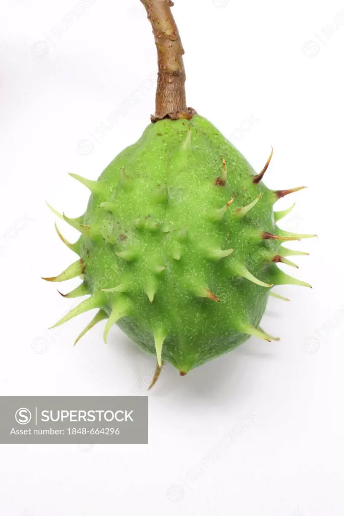 Horse Chestnut (Aesculus hippocastanum), fruit capsule