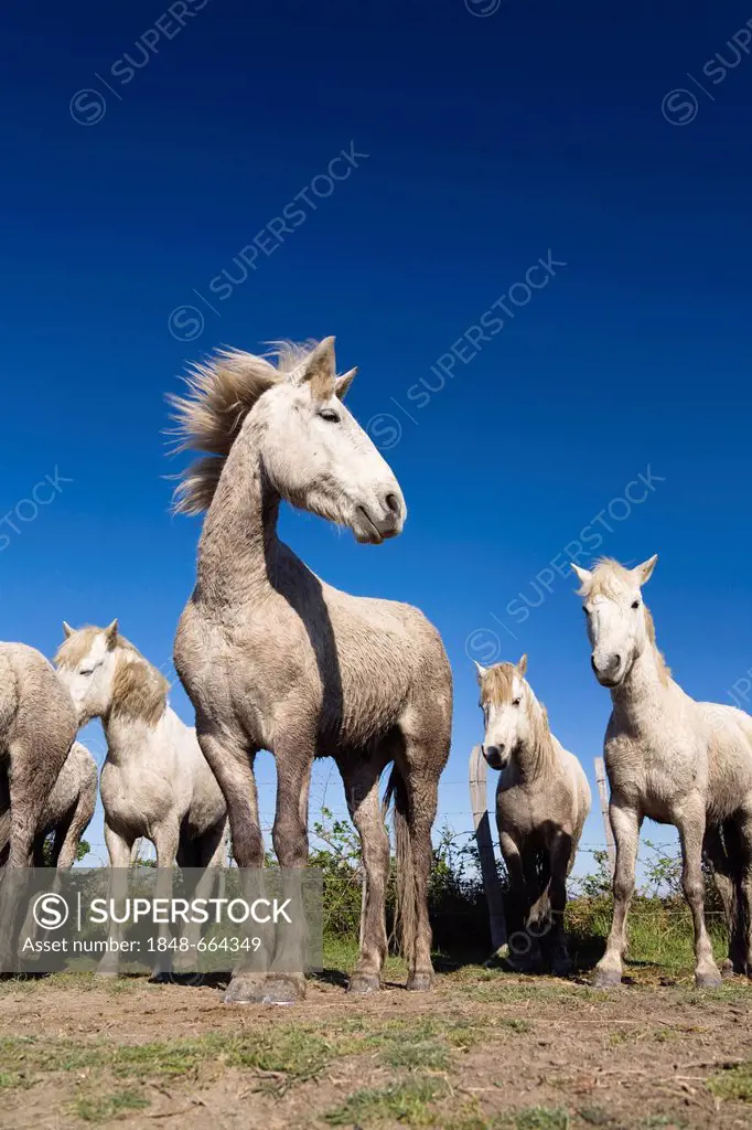 Camargue horses (Equus caballus), Camargue, Southern France, France, Europe