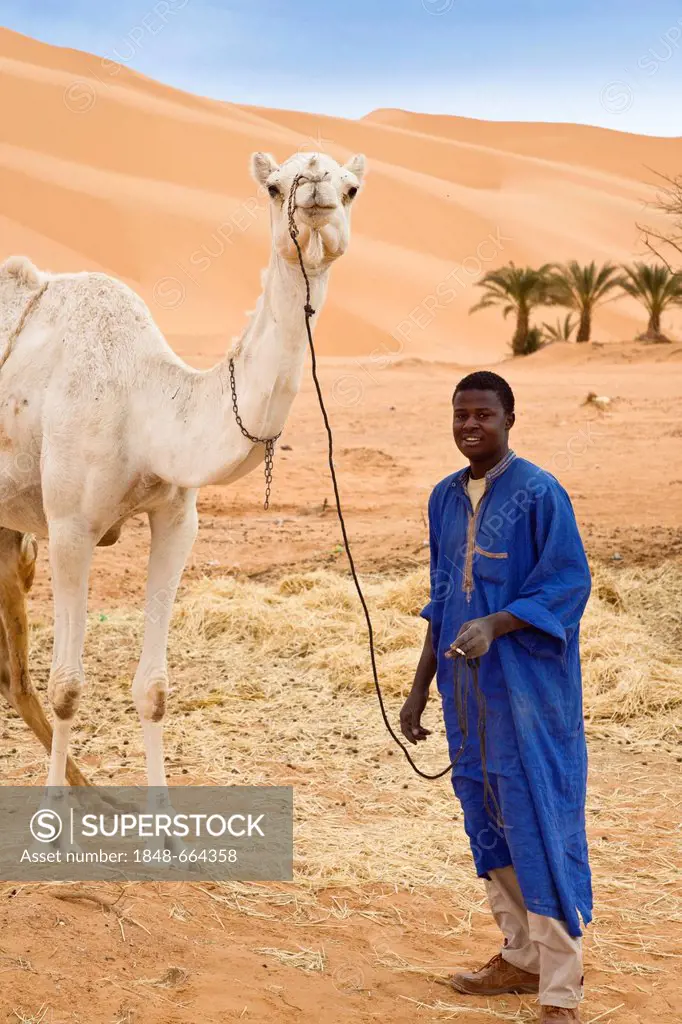 Tuareg man with a camel (Camelus dromedarius) near Germa, Libya, Sahara, North Africa, Africa