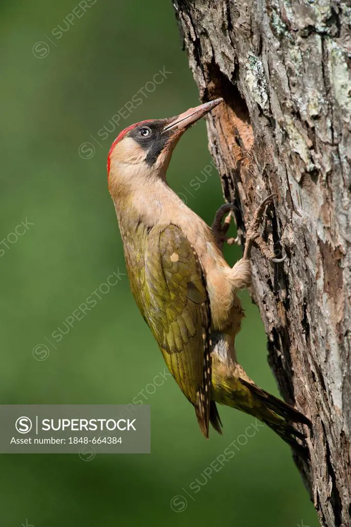 European Green Woodpecker (Picus viridis), Bitburg, Eifel region, Rhineland-Palatinate, Germany, Europe