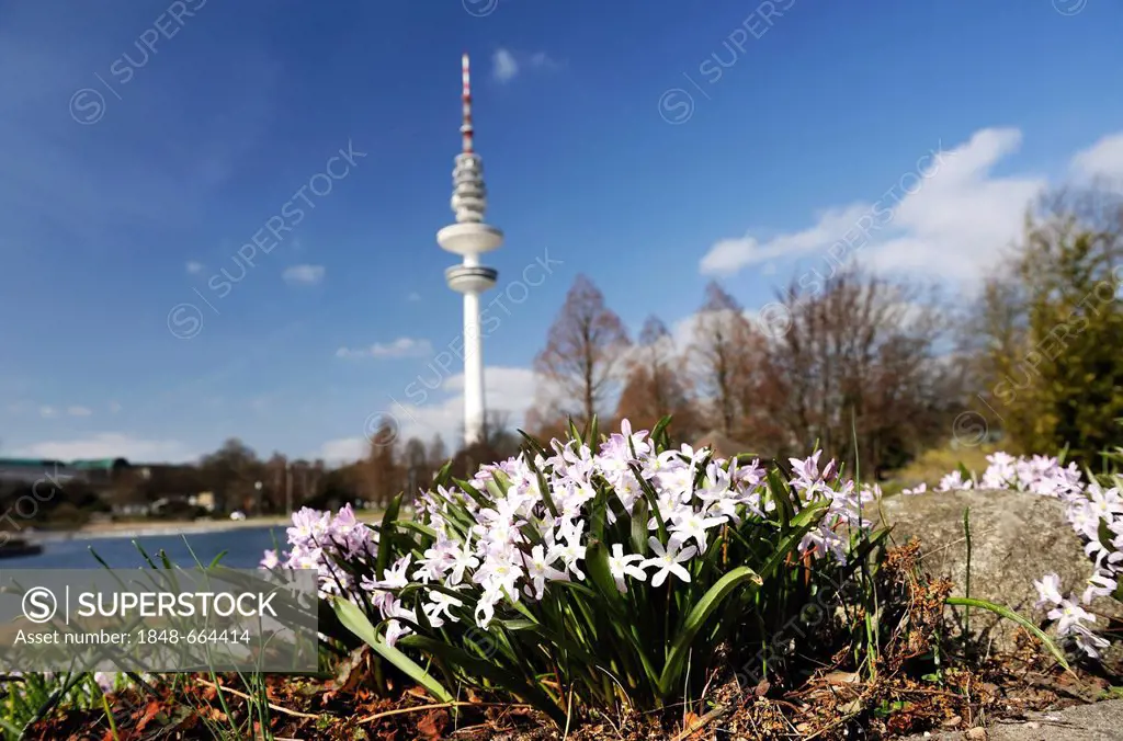 Spring flowers in the Planten un Blomen park, behind the television tower in Hamburg, Germany, Europe
