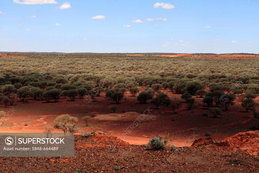 Outback landscape of Mulga Trees (Acacia aneura) in the Goldfields, Sandstone, Gascoyne, Murchison, Western Australia