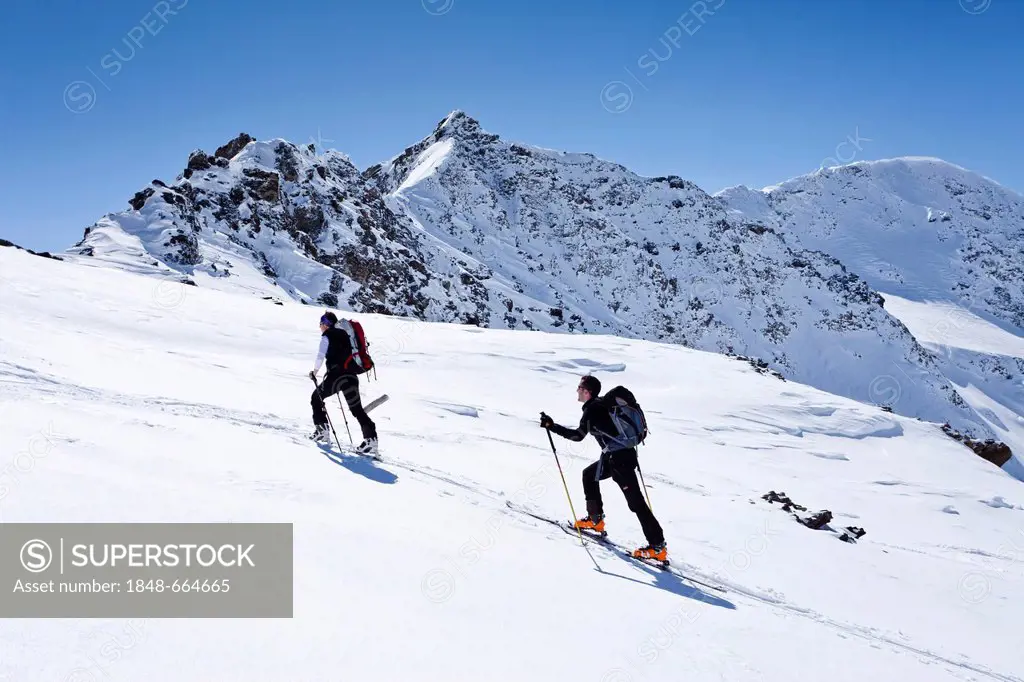 Ski mountaineers ascending Madritschjoch, Sulden, Solda, winter, Madritschspitze mountain at back, South Tyrol, Italy, Europe