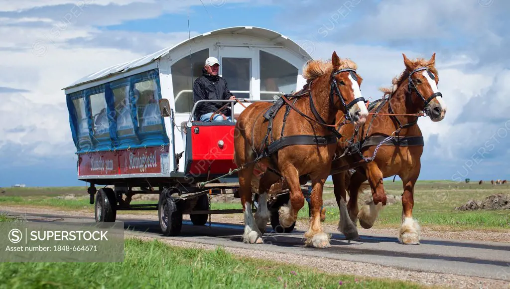 Horse drawn carriage to Koenigspesel, Hallig Hooge, Schleswig-Holstein, Germany, Europe