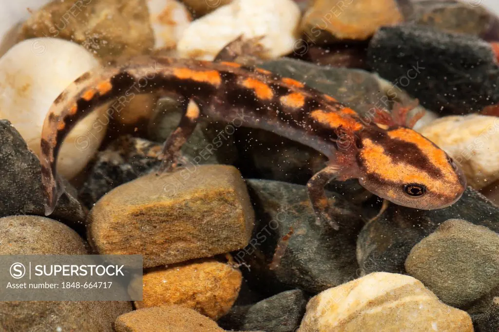 Fire salamander (Salamandra salamandra) larvae in water, Harz Mountains, Saxony-Anhalt, Germany, Europe