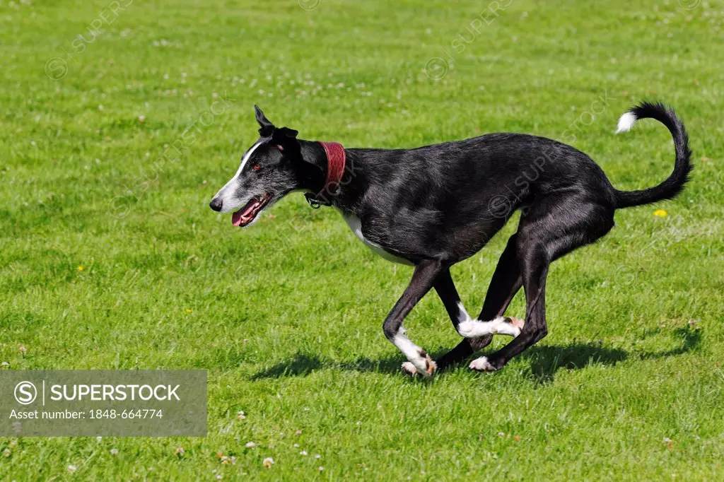 Galgo Espanol, Spanish Galgo, Spanish Greyhound (Canis lupus familiaris) running on a coursing race course