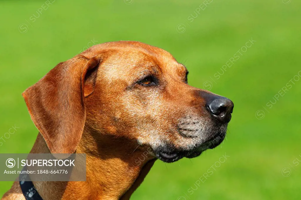 Rhodesian Ridgeback, female dog (Canis lupus familiaris), portrait