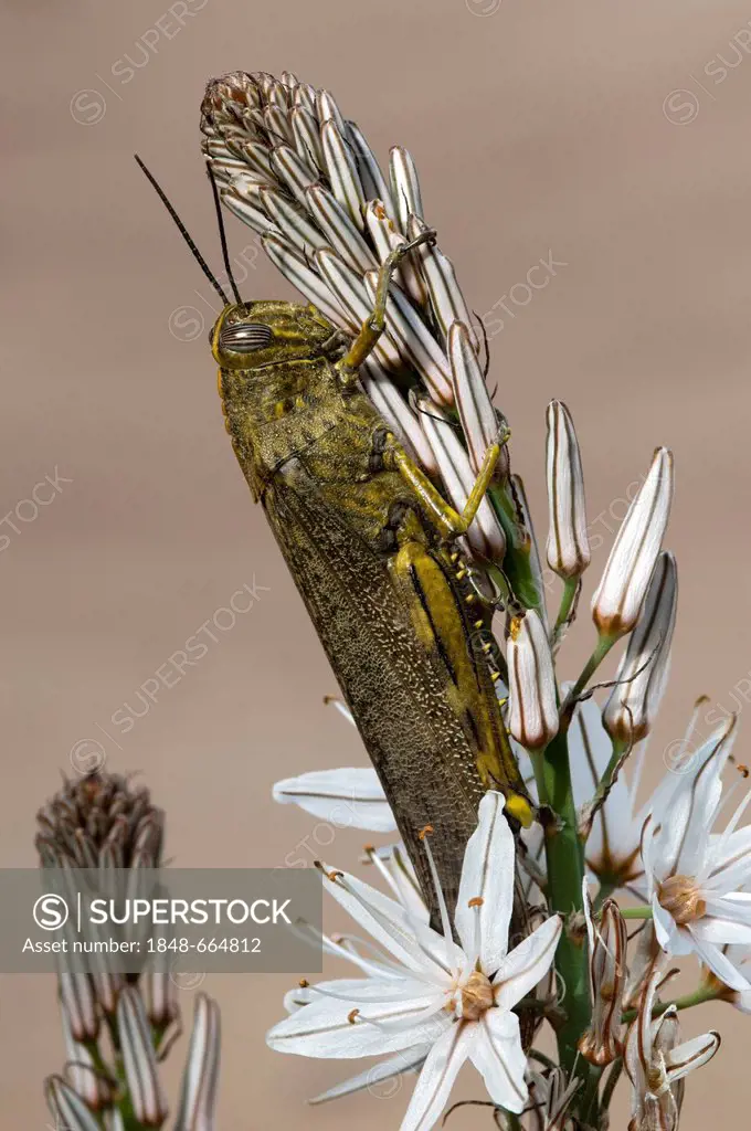 Egyptian locust (Anacridium aegyptium), Sardinia, Italy, Europe