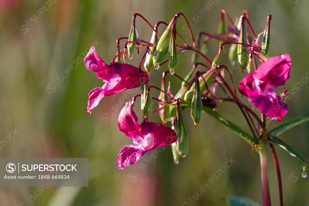 Himalayan Balsam (Impatiens glandulifera), flowers and seed capsules, neophyte, Germany, Europe