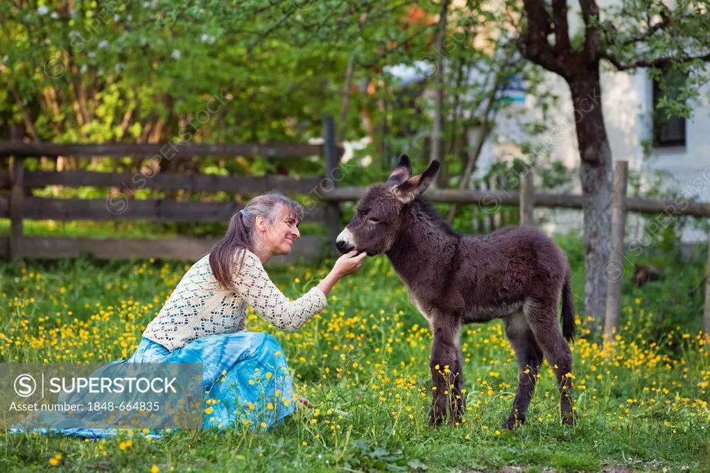 Woman with a Donkey (Equus asinus) foal in an orchard, Upper Bavaria, Bavaria, Germany, Europe