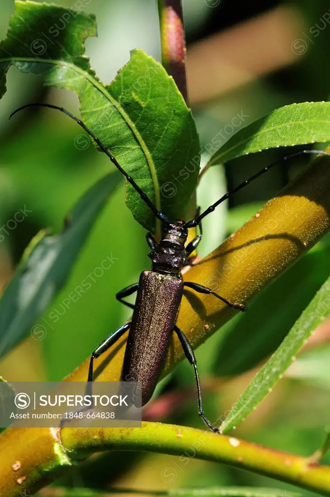Musk Beetle (Aromia moschata), Rottenschwil, Aargau, Switzerland, Europe