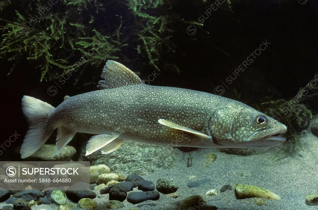 Lake trout (Salvelinus namaycush)