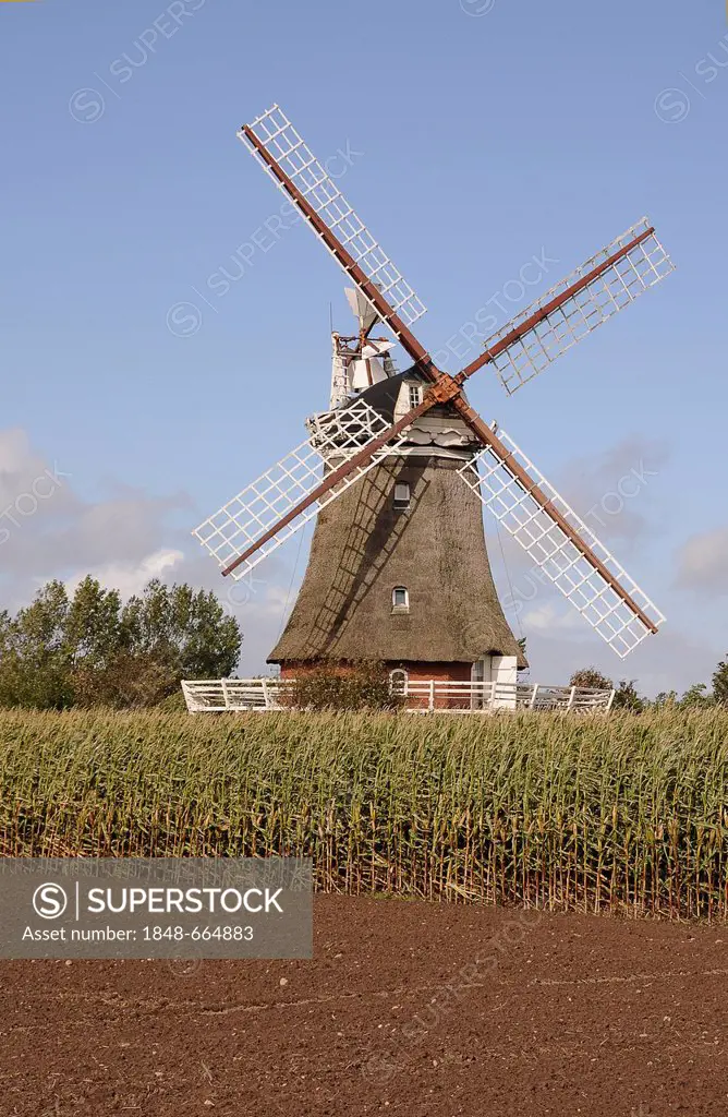 Windmill on Foehr island, North Frisian Islands, Schleswig-Holstein, Germany, Europe