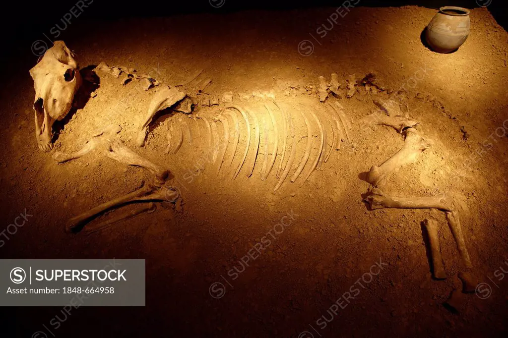 Skeleton of a horse, Landesmuseum Rheinland-Pfalz, State Museum of Rhineland-Palatinate, Koblenz, Rhineland-Palatinate, Germany, Europe