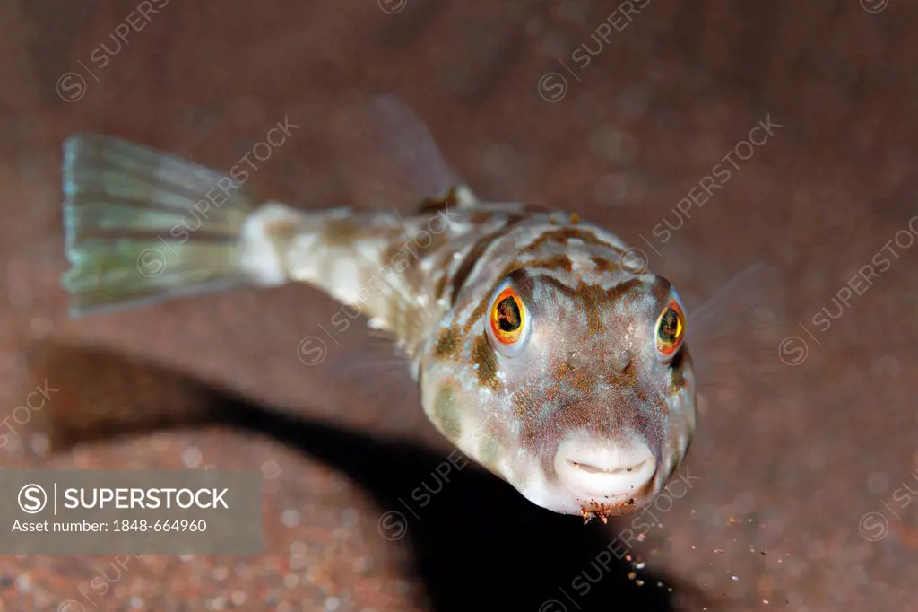 Guinean Puffer (Sphoeroides marmoratus), swimming above sandy ground, Madeira, Portugal, Europe, Atlantic, Ocean