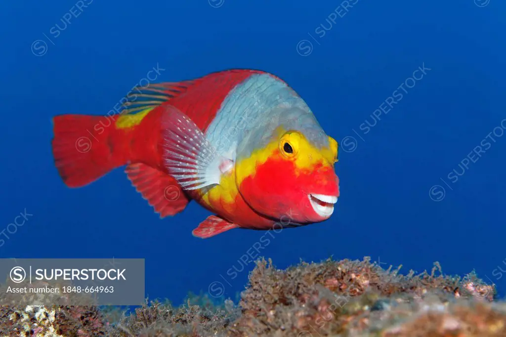 Mediterranean parrotfish (Sparisoma cretense), female swimming above rocks, Madeira, Portugal, Europe, Atlantic, Ocean