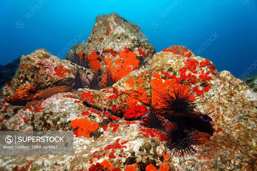 Variable Sea Cucumber (Holothuria sanctori), Common Sponge (Crambe crambe), brown-red Hatpin Urchins (Centrostephanus longispinus), black Long-spine S...