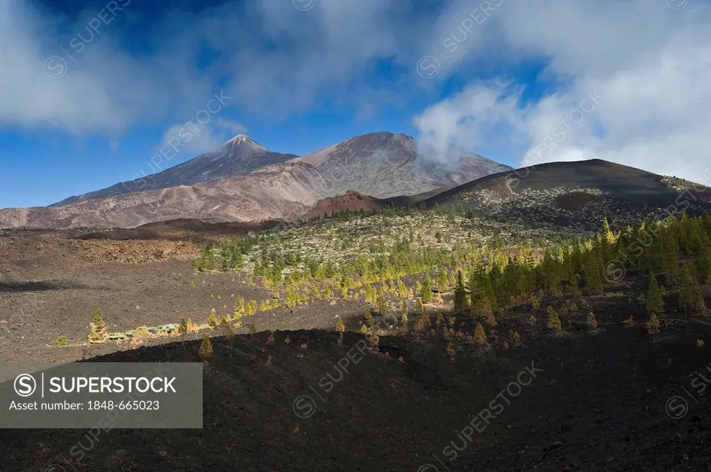 Pines (Pinus sp.) at the edge of the tree line and the summit of Teide Mountain, Mirador de Chio, Teide National Park, Tenerife, Canary Islands, Spain...