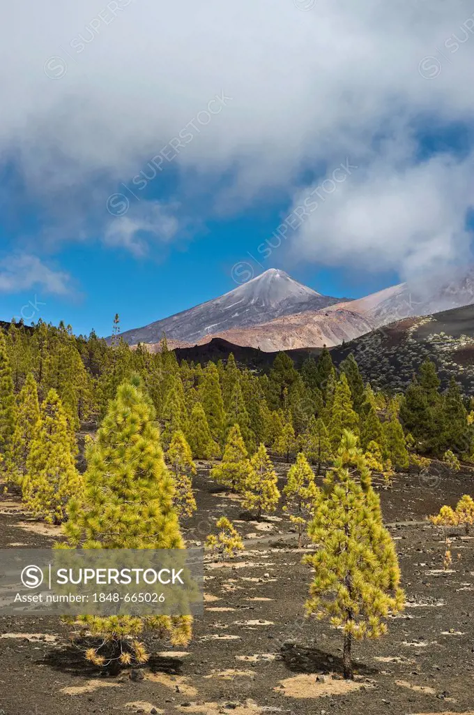 Pines (Pinus sp.) at the edge of the tree line and the summit of Teide Mountain, Mirador de Chio, Teide National Park, Tenerife, Canary Islands, Spain...