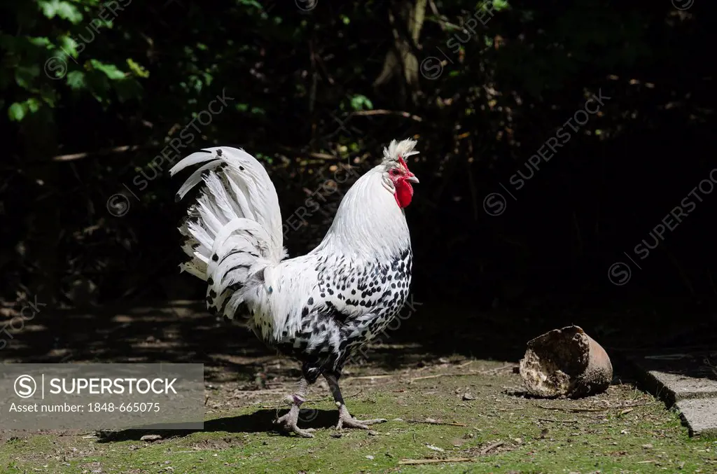 Appenzell Pointed Hood chicken bree, domestic chicken (Gallus gallus domesticus), cock, Germany, Europe