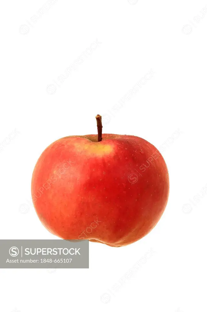 Apple, Danziger Kantapfel variety