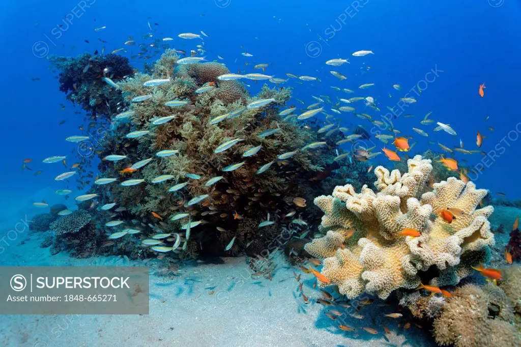 School of yellow stripe or gold band Fusilie (Caesio caerulaureus), hunting above small coral reef with different corals, Makadi Bay, Hurghada, Egypt,...