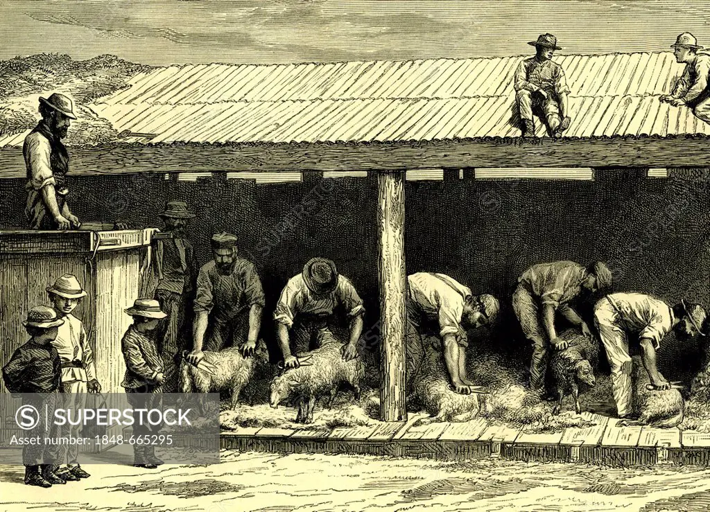 Sheepshearing, Australia, historical illustration, 1899