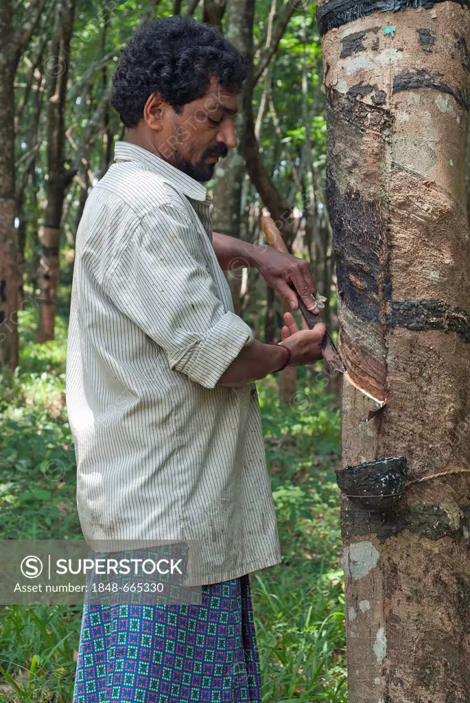 Man scratching rubber tree (Hevea brasiliensis), natural rubber plantation in Ponmudi, Western Ghats, Kerala, South India, India, Asia
