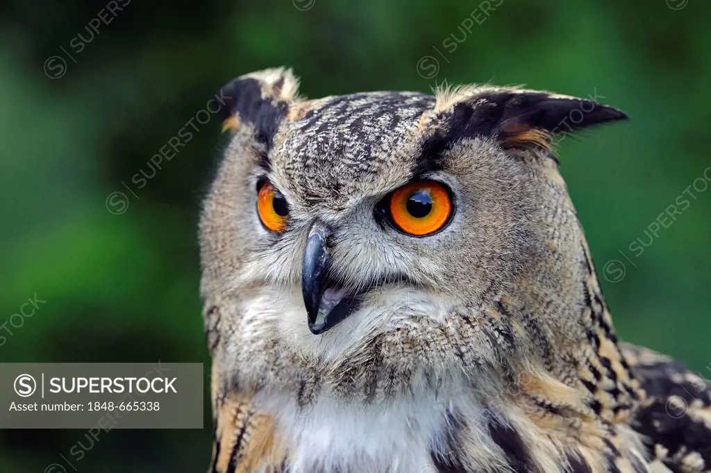 European Eagle Owl (Bubo bubo), portrait