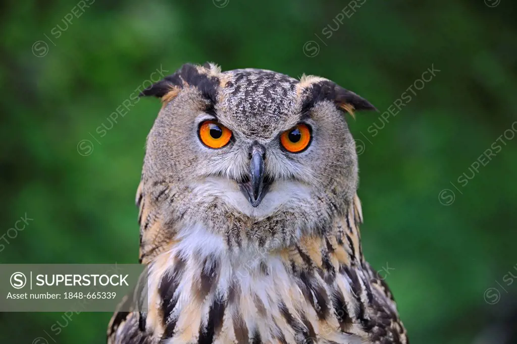 European Eagle Owl (Bubo bubo), portrait
