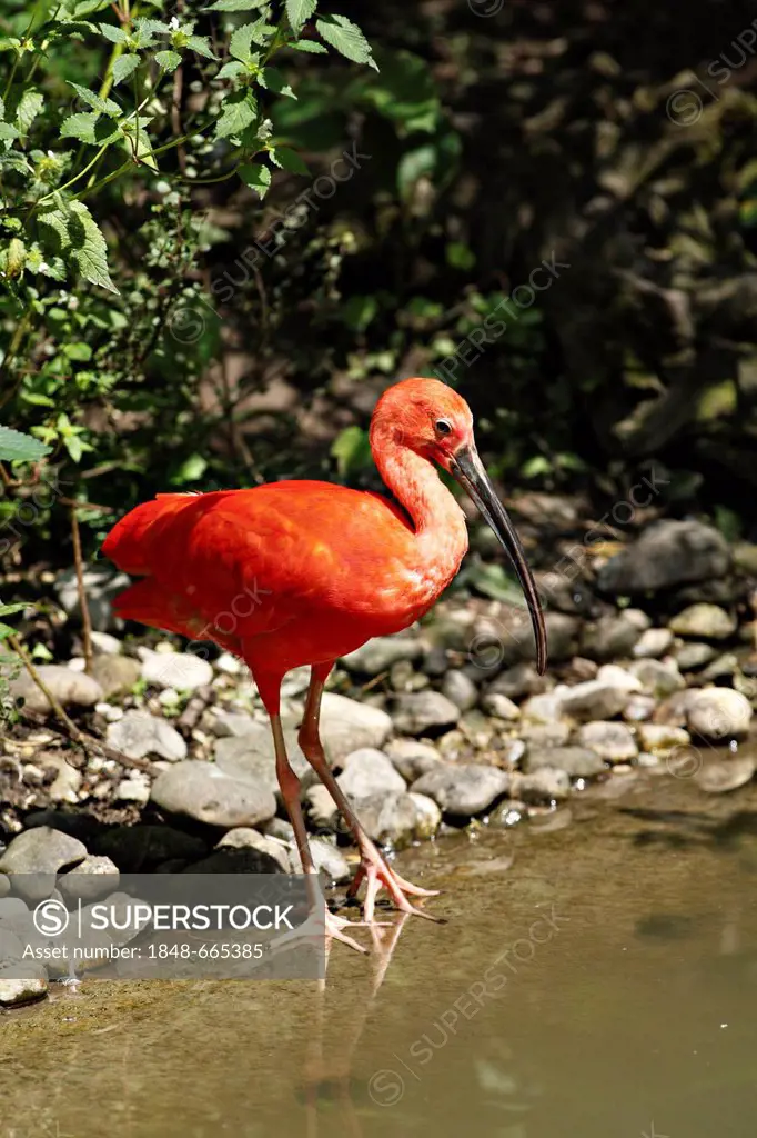 Scarlet Ibis (Eudocimus ruber) standing on the edge of a pond, Munich, Upper Bavaria, Germany, Europe